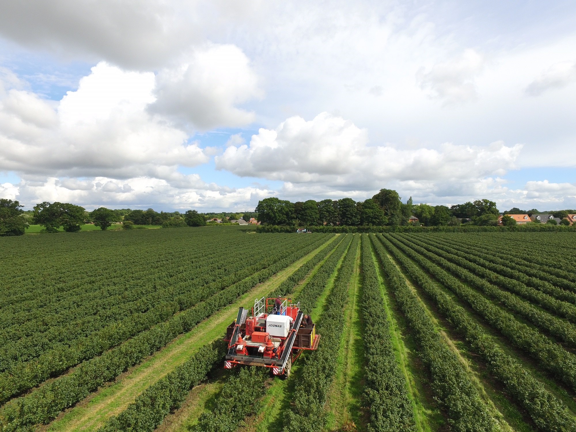 Blackcurrant harvesting takes place in July and August